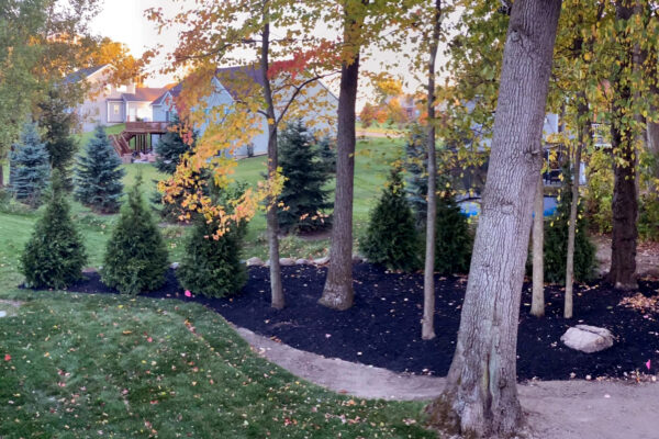 Mulched backyard area